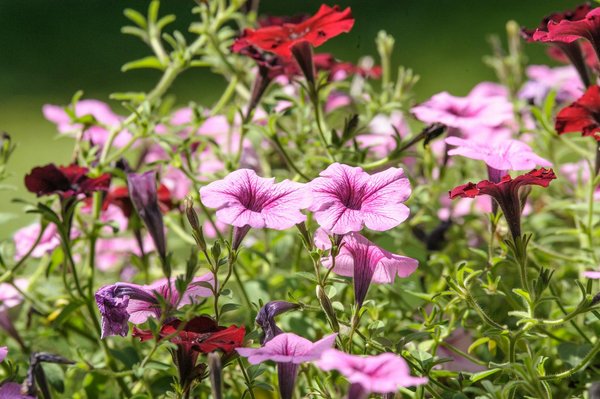 Découvrez comment les nématodes sf anti-taupins améliorent le sol