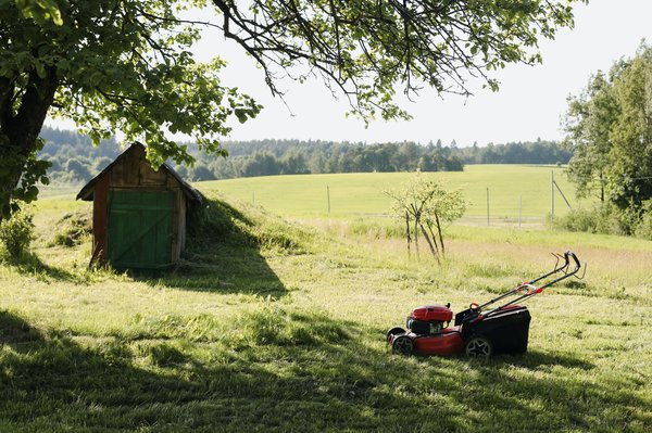 Comment choisir la bonne variété de gazon pour un terrain de jeux résistant et sans entretien ?