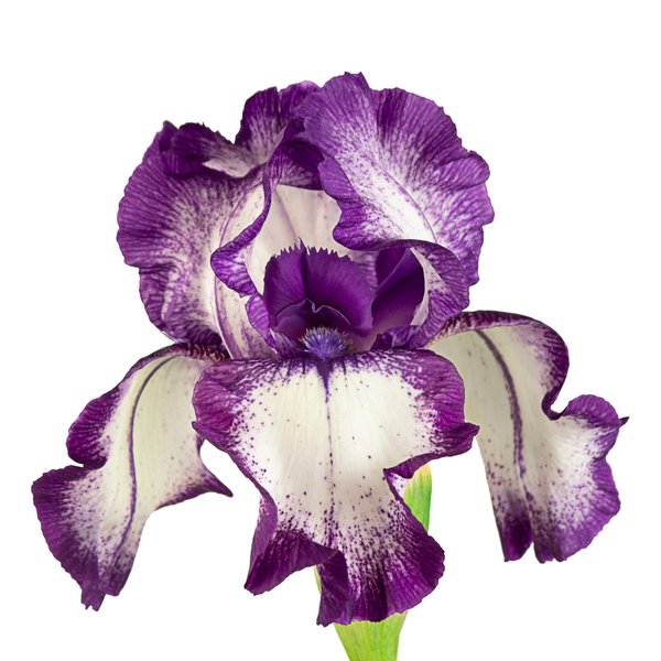 Bouquets et fleurs séchées : artisanat durable et local en france